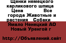 Щенки немецкого карликового шпица › Цена ­ 20 000 - Все города Животные и растения » Собаки   . Ямало-Ненецкий АО,Новый Уренгой г.
